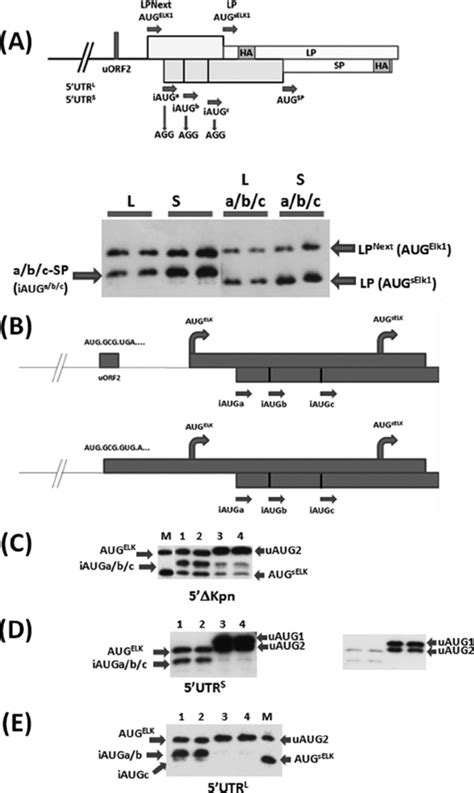 The IAUGs Serve To Limit Ribosomal Access To The AUG SELK 1 A Top