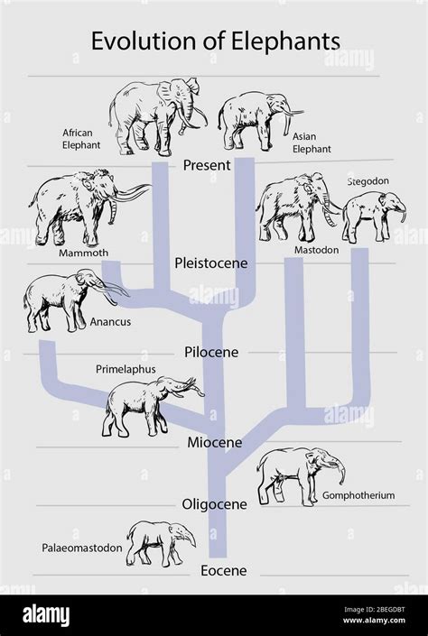 Evolución De Elefantes Ilustración Fotografía De Stock Alamy