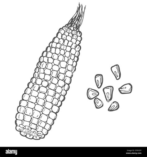 Corn On The Cob Hand Drawn Vector Illustration Corn Sketch