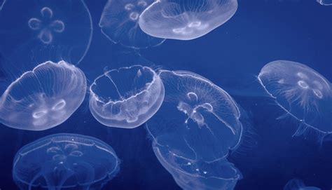 Purple Jellyfish · Free Stock Photo