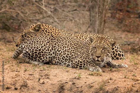 Pair Of Leopards Prior To Mating Sabi Sands Game Reserve South Africa Female Initiating