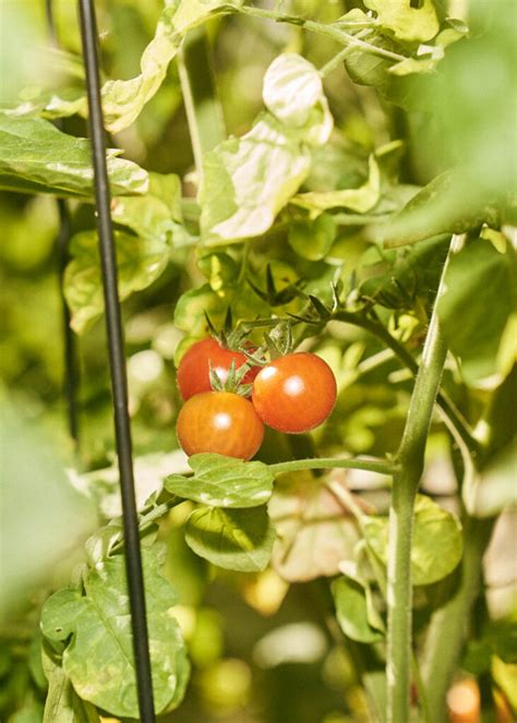 Confit Tomatoes - Wholehearted Eats