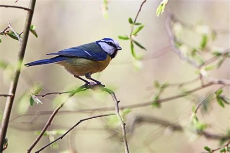 Img4836 Mésange Bleue Parus Caerulus Blue Tit Patrick Leasson Flickr