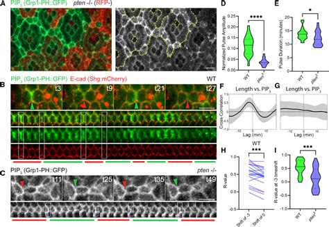 Pten Pi K And Ptdins P Dynamics Control Pulsatile Actin