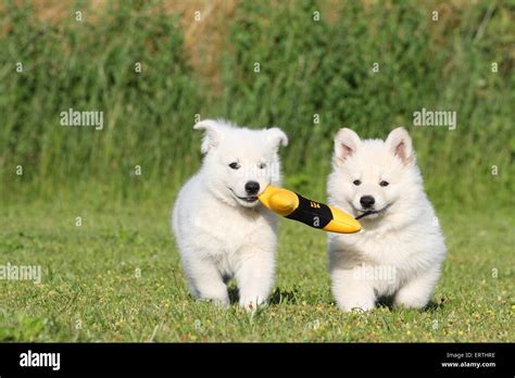 Berger Blanc Suisse Puppies Stock Photo - Alamy