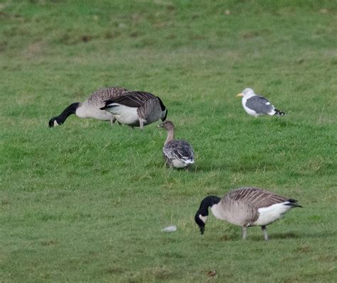 Glamorgan Rarities Committee Pink Footed Goose In West Glam