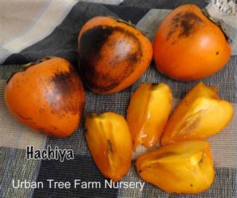 Fruit Persimmon Hachiya Urban Tree Farm Nursery