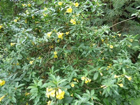 P Bush Allamanda Allamanda Schottii Flickr