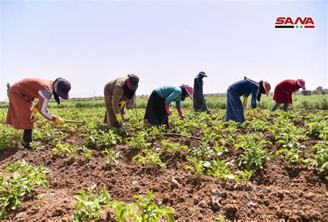 40 ألف دونم مساحة الأراضي المزروعة بالمحاصيل الصيفية والشتوية بزاكية في