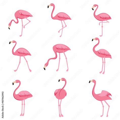 Cartoon pink flamingo vector set Cute flamingos collection 素材庫向量圖