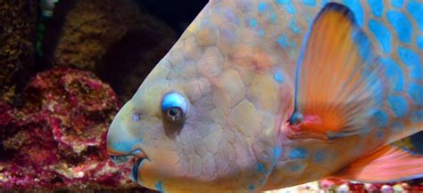 Roatan Fishing Protecting The Parrotfish