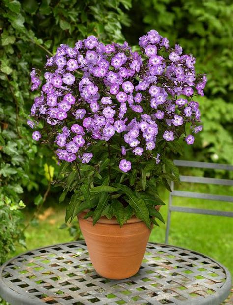 Dwarf Garden Phlox Phlox Paniculata Pixie Miracle Grace From Growing Colors