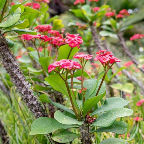 What is a crown of thorns plant?. The crown of thorns plant… | by ...