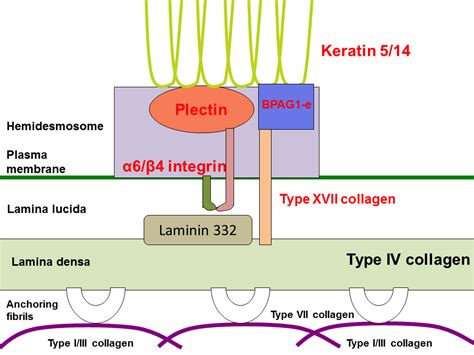 Epidermolysis Bullosa Simplex Intechopen