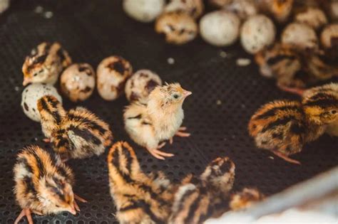 Is Quail Farming Profitable? (Detailed Breakdown) - 🐝 BootstrapBee.com ...