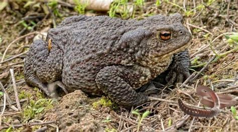 Do Toads Eat Worms – Animal Thrill