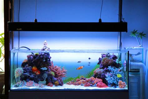 Shallow Tank Tank Shots Nano Reef Community