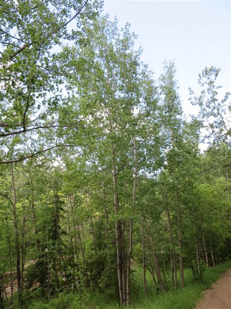 Trembling Aspen AWES Agroforestry And Woodlot Extension Society Of