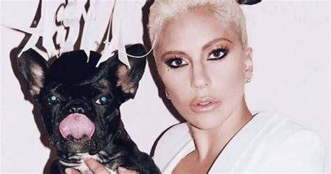 Lady Gaga Qui Nes Son Sus Perros Koji Gustav Y Miss Asia Y El Drama