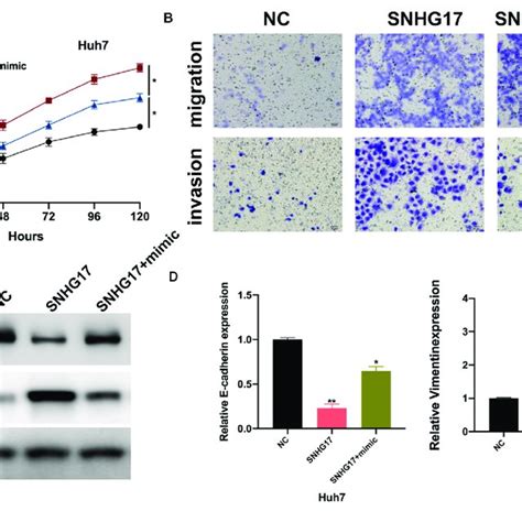 MiR 3180 3p Reverses The Oncogenic Effect Of SNHG17 Determination Of