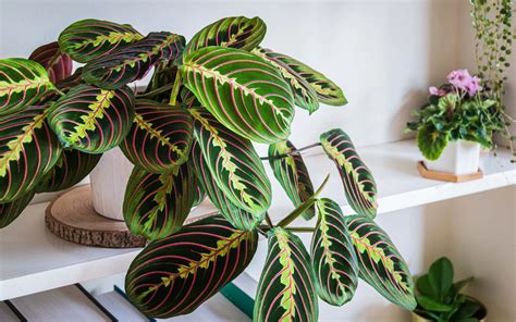 Growing Maranta Prayer Plant Caring And Planting Tips Plants Spark Joy