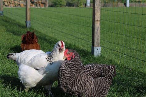 What Time Of Day Do Chickens Lay Eggs [and The Best Time To Collect M