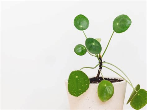 How To Save An Overwatered Pilea A Step By Step Guide The Healthy