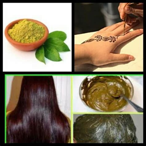 Henna Seeds Lawsonia Inermis Mehndi Dye Plant Henna Etsy