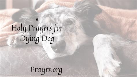 10 Divine Prayers For Lost Pets Prayrs