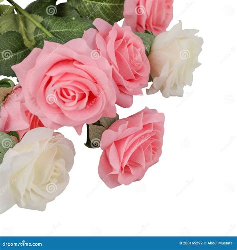 Rose Flower White Background Stock Photo - Image of background, cream ...