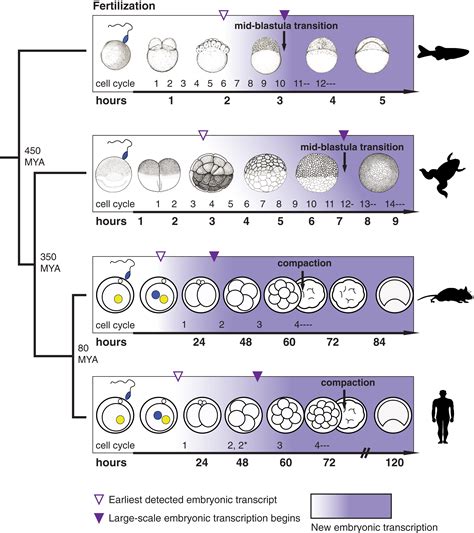 Zygotic Genome Activation In Vertebrates Developmental Cell