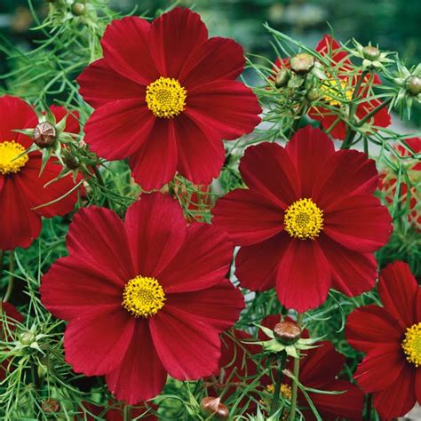 Cosmos Versailles Tetra Red Kings Seeds Direct