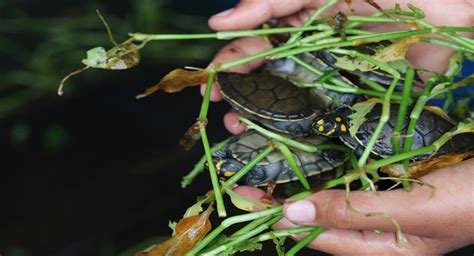 Filhotes de quelônios são devolvidos à natureza na RDS Igapó Açu