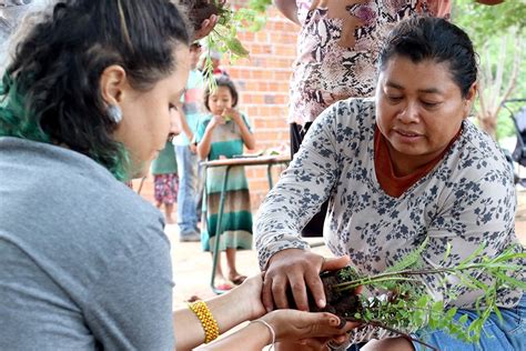 Refúgio Biológico Da Itaipu Doa Mais De Mil Mudas De Plantas Medicinais