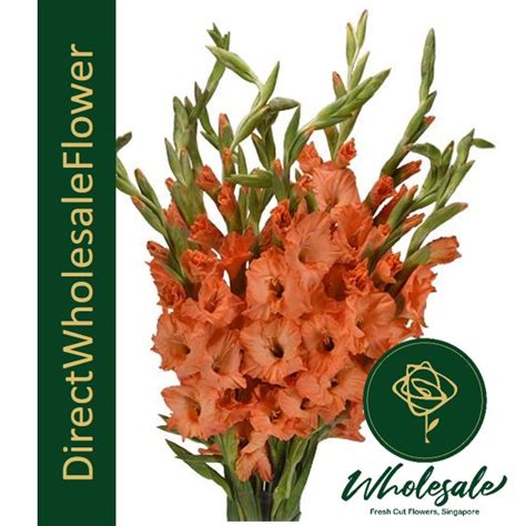 GLADIOLUS - Flower Wholesale in Singapore