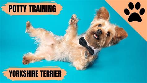 How To Potty Train A Yorkshire Terrier YouTube