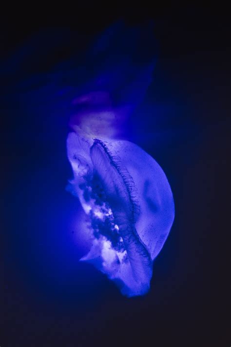 underwater jellyfish photography lions mane jellyfish stock image