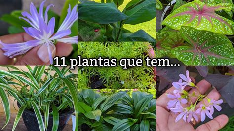 Algumas Plantas Que Tem Bubos YouTube