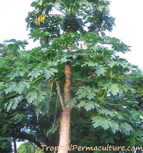 How To Grow Papaya Growing Papaya From Seeds