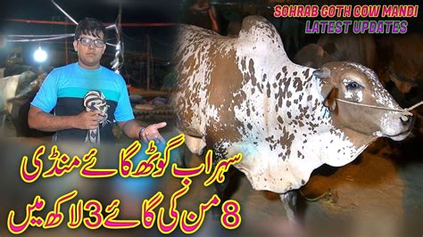 Shorab Goth Cow Mandi Karachi Latest Updates Cow Jamshed Asmi