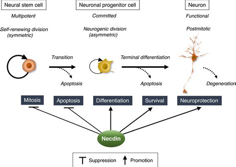 Necdin A Purposive Integrator Of Molecular Interaction Networks For