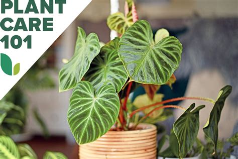 Philodendron Care 101 | Growing, Pruning, and Propagating