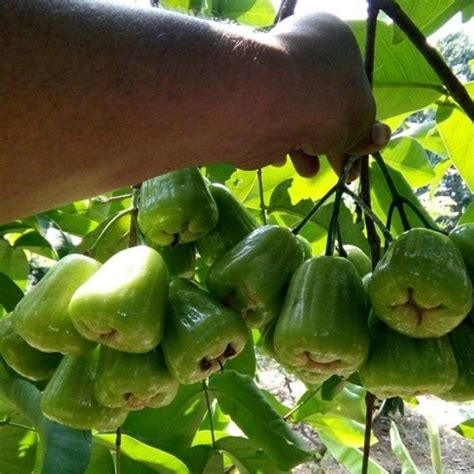 Bibit Jambu Kiojok Jual Bibit Jambu Air Kiojok Harga