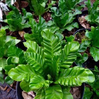 Jual Tanaman Hias Pot Indoor Kadaka Lasagna Mini Asplenium Siap