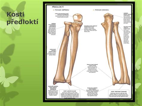 PPT Popis kostry lidského těla PowerPoint Presentation free download