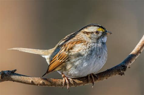 Premium Ai Image Beautiful Sparrow Birds