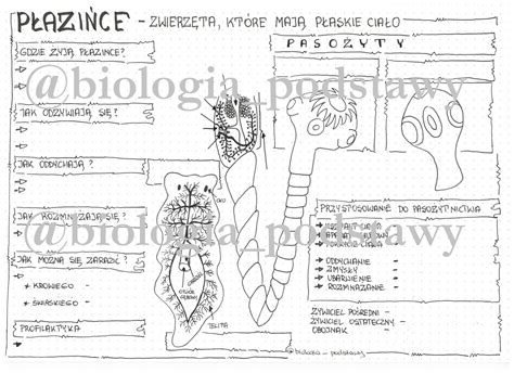 Klasa 6 Płazińce karta pracy Złoty nauczyciel