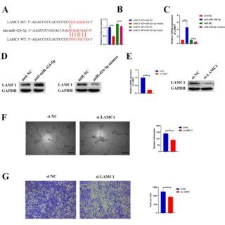 Lamc Is The Target Of Mir P A The Predicted Binding Sites Of