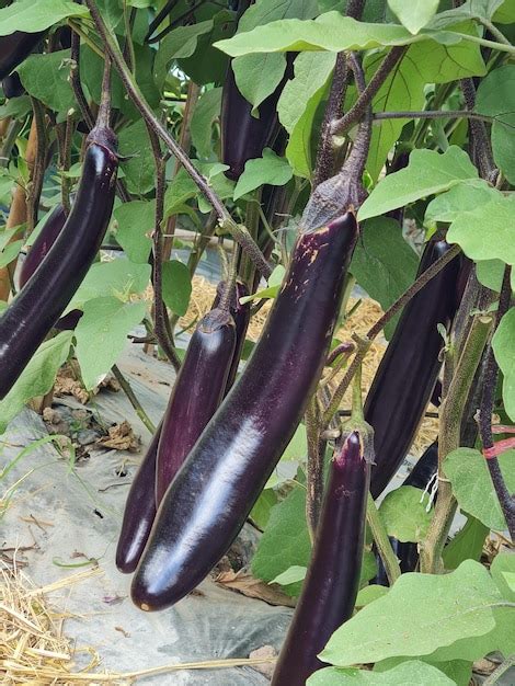 Premium Photo Ripe Purple Eggplant In Vegetable Garden