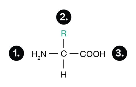 Proteinogene Aminos Uren Grundstruktur Und Einteilung Chemie